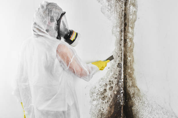 Best Localized Mold Remediation (e.g., coastal areas, humid climates) in Roanoke, TX