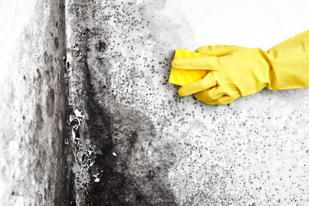 Best Attic Mold Remediation in Roanoke, TX
