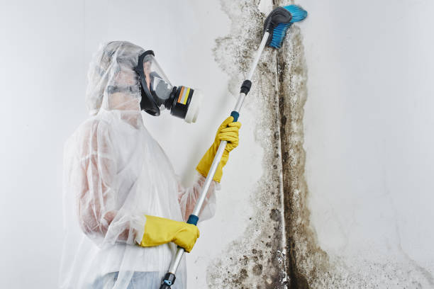 Professional Mold Remediation in Roanoke, TX