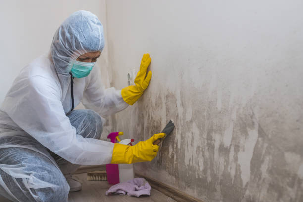 Best White Mold Remediation in Roanoke, TX