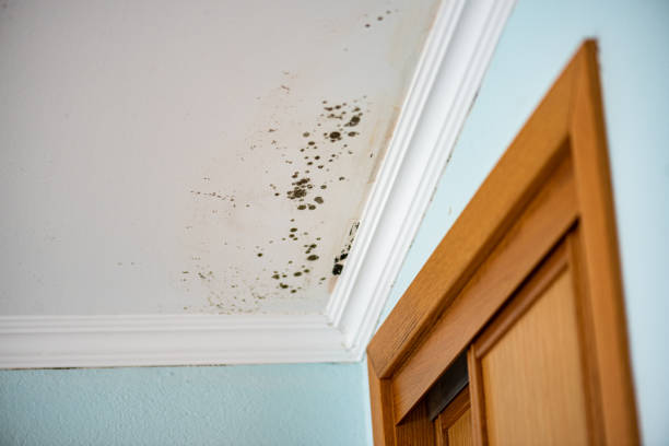 Roanoke, TX Mold Remediation Company