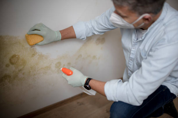 Best Mold Remediation for Specific Building Types in Roanoke, TX