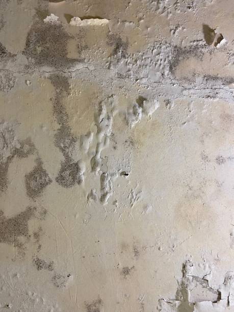 Best Bathroom Mold Remediation in Roanoke, TX