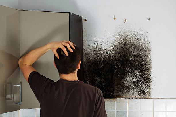 Best Insurance-Related Mold Remediation in Roanoke, TX