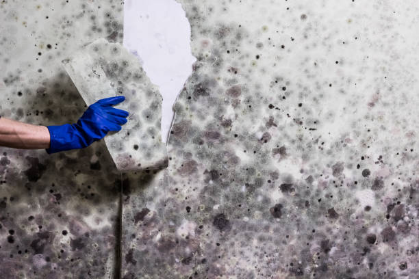 Best Preventive Mold Services in Roanoke, TX